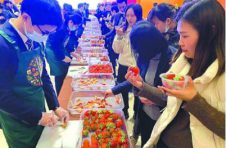 好馋！上海地产新鲜草莓可从12月吃到明年5月