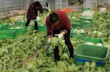 霸王级寒潮会不会影响上海人吃菜？有图有真相，田头是这样的