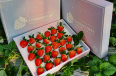 摘新鲜草莓、观打铁花表演 长兴岛郊野公园新年喜庆活动多